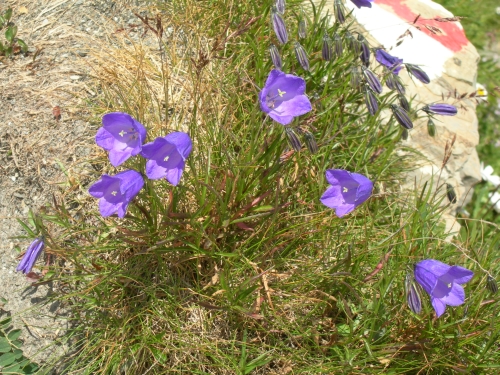 Die Umgebung im Sommer 19